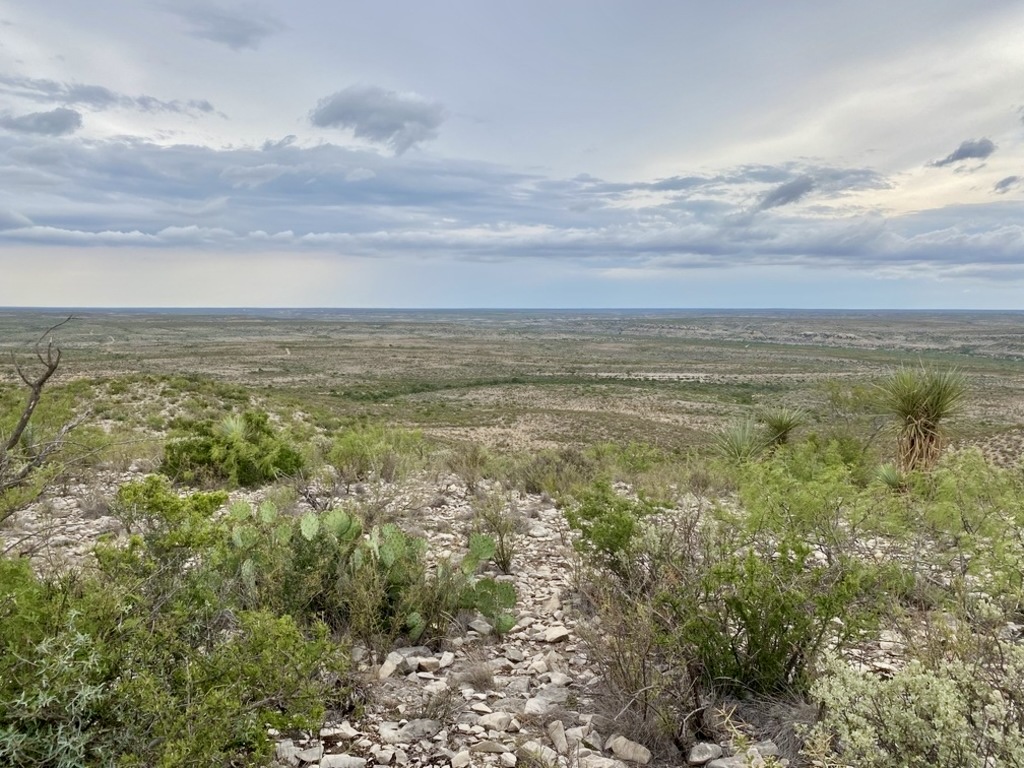 319 Acres With Electricity OWNER FINANCED/ Only $2,555 Down Needed To Take Off Market! (Dryden, Tx)