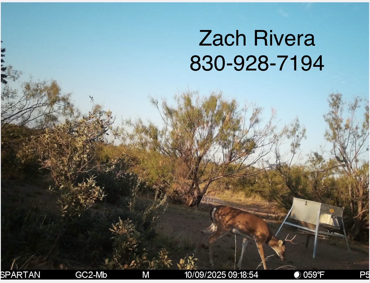 50.3 Acres Of Hunting Land / OWNER FINANCED Only $1,919 needed to take off market! (San Angelo, Tx)